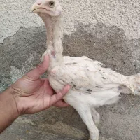 جوجه لاری، مرغ و خروس لاری...