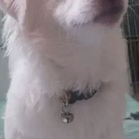 اشپیتز نر روباهی واگذاری شناسنامه دار