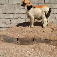 بره نر معاوضه با جو|حیوانات مزرعه|بهمن صغاد, |دیوار