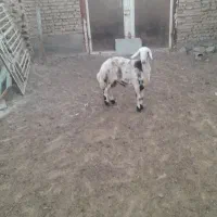 بره قوچی