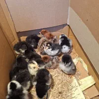 جوجه مرغ  یک روزه گلین چهل تاج ودورگه لاری