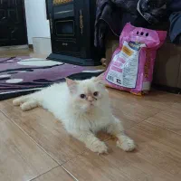 گربه|گربه|رشت, کوی قدس|دیوار