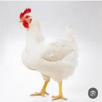 کارگر ساده کار در الوند