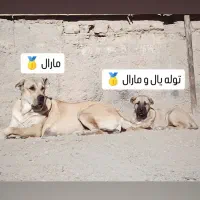 سگ ماده