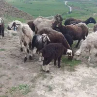سلام گوسفند بره دار جوان با بره شیرمست