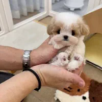 سگ فنجونی|سگ|شیراز, وصال|دیوار