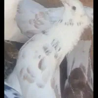 کبوتر