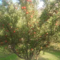 باغ فروشی واقع در روستای مهاباد( فیروزکوه)