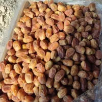 خرمای زاهدی خشک معرف به قصب|عمدهفروشی|فراشبند, |دیوار