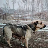 سک عراقی ماده ۳ ساله