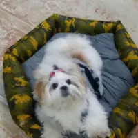 سگ شیتزو سوپر فلت خالص