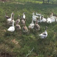 فروش انواع غاز