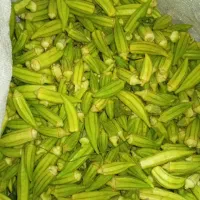 بامیه شادگان