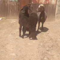 میش بره