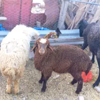 سه راس میش بره