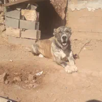 توله هفت ماه