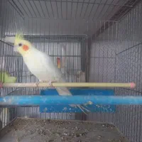 فروش عروس هلندی رنگ ها ی مختلف|پرنده|شلمان, |دیوار