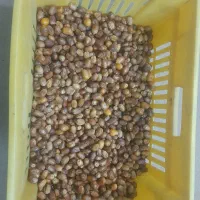 فروش قصب درجه دو
