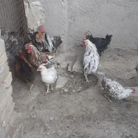 مرغ‌خروس گلین