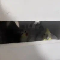 جفت عروس هلندی لوتینو باقفس هرفه ای جدا کننده