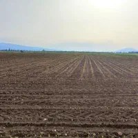 زمین-کشاورزی-برای-اجاره