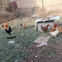 فروش مرغ تخمگذار و جوجه