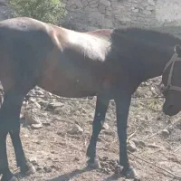 اسب
