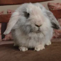 واگذاری رایگان دو عدد خرگوش لوپ|موش و خرگوش|کرج, گلشهر|دیوار