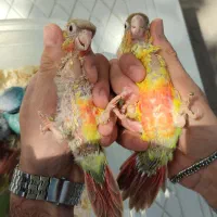 جوجه راهب،گرینچیک آناناسی دبل رد،یلوساید دبل رد|پرنده|رشت, گلسار|دیوار