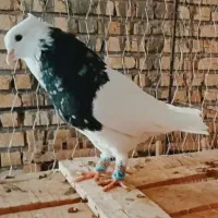 چند عدد طوق سرور عتیقه