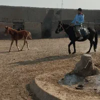 اسب با کره|اسب و تجهیزات اسبسواری|سلفچگان, |دیوار