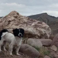 واگذاری رایگان سگ اشپیتز