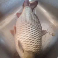 ماهی کپور زنده