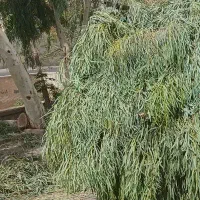 راننده خاور