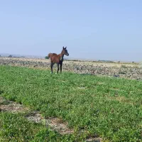 کره نریون|اسب و تجهیزات اسب‌سواری|رامهرمز, |دیوار