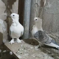 کبوتر بلژیکی