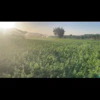 یونجه عالی بدون علف
