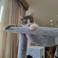 واگذاری گربه|گربه|رشت, نیکمرام|دیوار