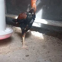 جوجه ۶ ماهه