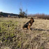 واگذاری سگ ژرمن شویلاین تربیت شده واقعی ماده