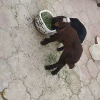 بره 1.5ماهه