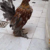 جوجه یوکسل جفت کوتوله برزیلی|پرنده|قم, کیوانفر|دیوار
