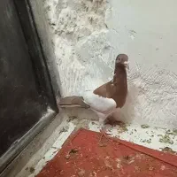 یهودی سرخ ماده