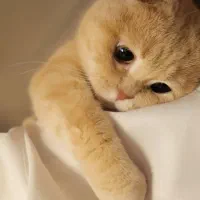 گربه نره فحل