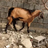 نری مخصوص داشت رودان