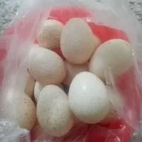 تخم بوقلمون نطفه دار محلی