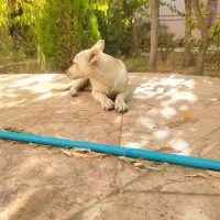 سگ ماده|سگ|مشهد, ویلاشهر|دیوار