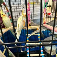 عروس هلندی(8 تا)