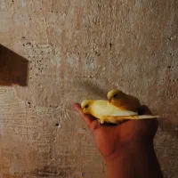 پرنده فروشی/