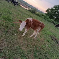 لیشه چالوسی